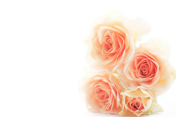 istock floral background of orange roses 1132182576