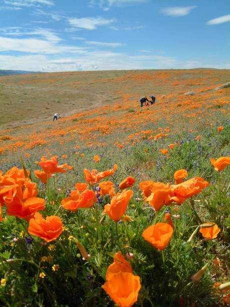 American life / California Poppy.Orange Carpet. at California. antelope valley poppy reserve stock pictures, royalty-free photos & images