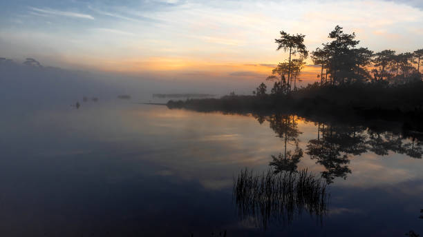 istock silhouette and reflection of pine trees. 1132182729
