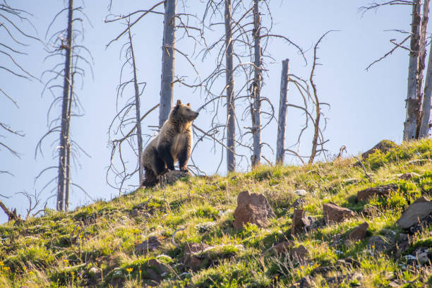 Grizzly bear checking her surroundings