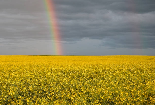 istock A Brilliant Rainbow Above a Golden Canola Field in Bloom 1132182749