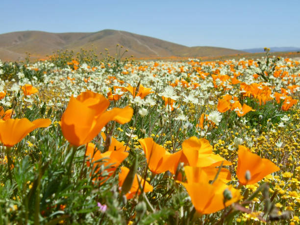 American life / California Poppy.Orange poppy and white flowers. at California. antelope valley poppy reserve stock pictures, royalty-free photos & images