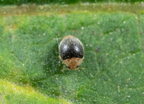 istock Macro Photo of Tiny Beetle on Green Leaf 1132182925