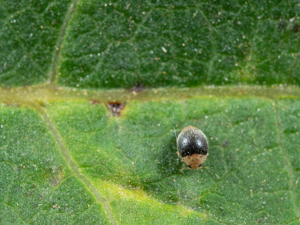 istock Macro Photo of Tiny Beetle on Green Leaf 1132182935
