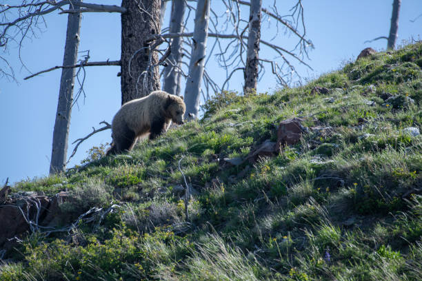 istock Grizzly bear checking her surroundings 1132183559
