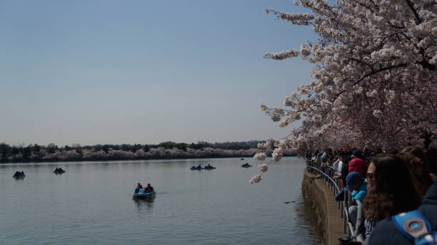 istock American Life / SAKURA.Tidal Basin and Boat. 1132183653