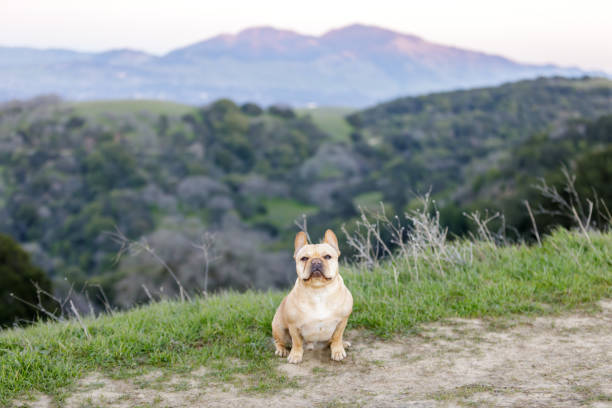 フレンチは、座って、バックの山のディアブロとカメラを見ています。 - mt diablo state park ストックフォトと画像