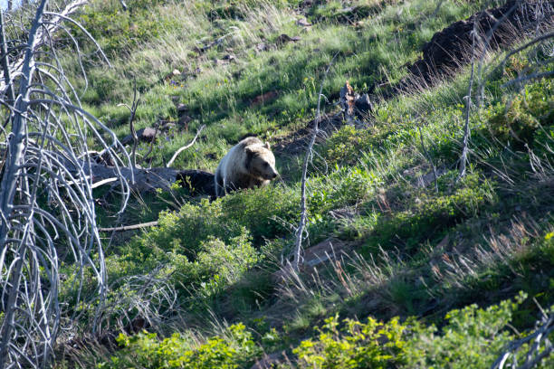 istock Grizzly bear checking her surroundings 1132183815