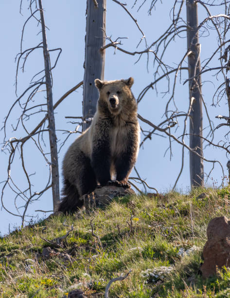 istock Grizzly bear checking her surroundings 1132183909