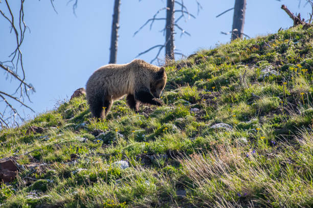 istock Grizzly bear checking her surroundings 1132184090
