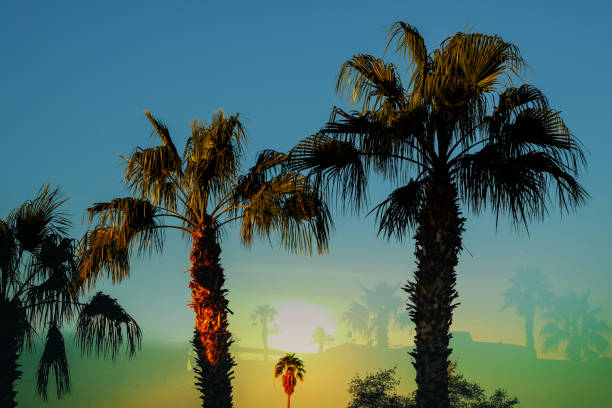 istock Palm trees a beautiful skyline and palm trees at sunset 1132186608