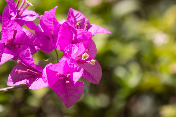 istock Pink  Bougainvillea flower in dark background 1132187655