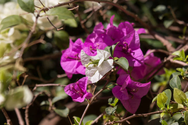 istock Pink  Bougainvillea flower in dark background 1132187663