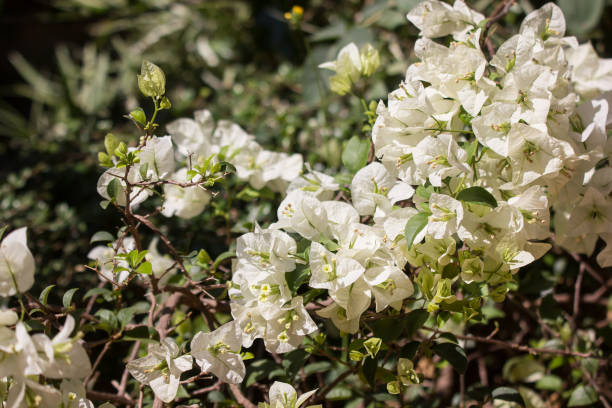 istock White Bougainvillea flower in dark background 1132187664