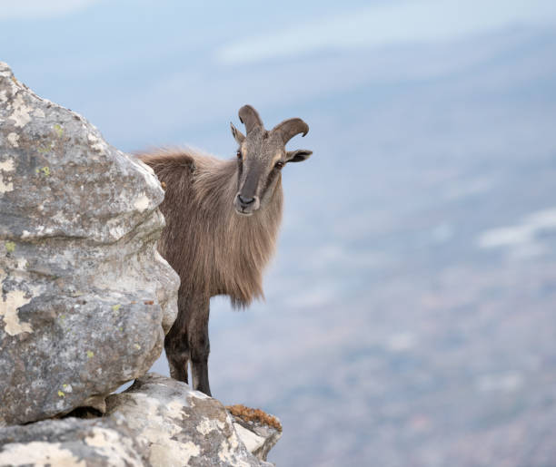istock Tahr, Himalayan Mountain Goat 1132189634