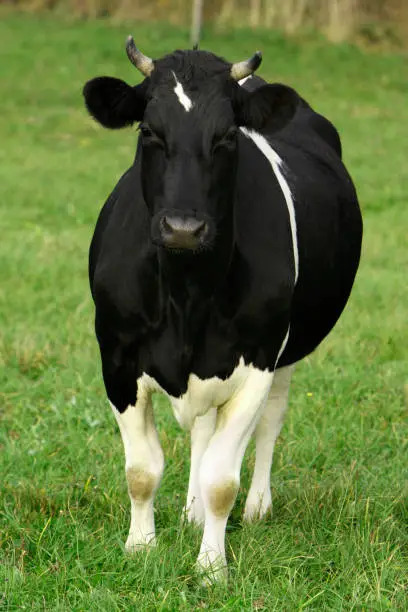 Single Piebald farm milk cow on an outside pasture in Masurian region of Poland