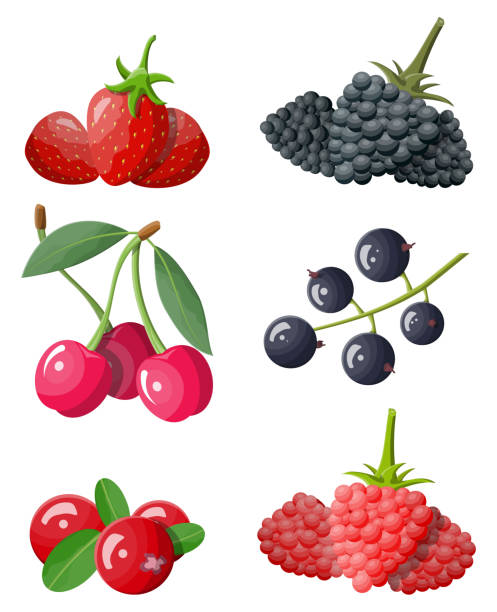 illustrations, cliparts, dessins animés et icônes de ensemble d'icônes berry. - berry fruit currant dessert vector