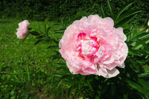 Pink peonies in the garden on green lush background stock photo