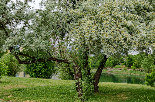Summertime with small flowering White willow or Salix alba tree of a shore  lake a residential district Drujba, Sofia, Bulgaria