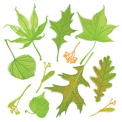 Green Leaves Seamless Pattern. Summer. Vector illustration.