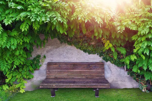 vintage wooden chair at garden with green leaves on wall