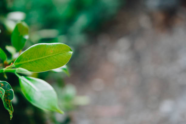 istock close up green leaf on green nature background and copy space 1132197816