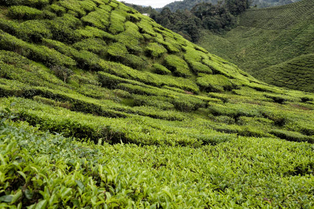 istock Tea Plantation, Cameron Highland, Malaysia 1132199004