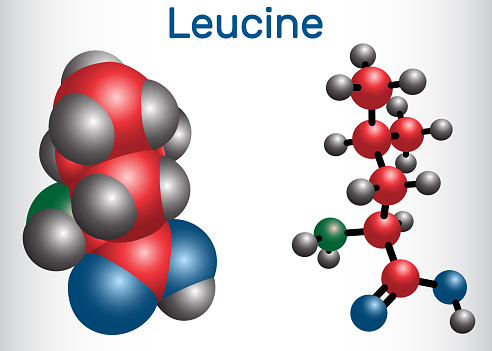 Leucine ( L- leucine,  Leu,  L)  molecule. It is essential amino acid.  Molecule model. Vector illustration
