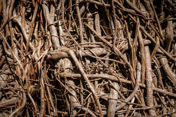 Tree Roots And Metal Pipe In The Forest – Free Stock Photo