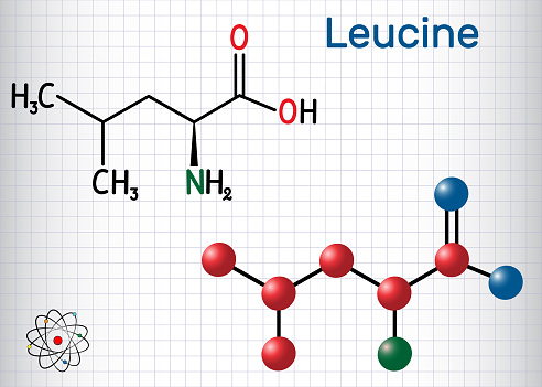 Leucine ( L- leucine,  Leu,  L)  molecule. It is essential amino acid. Sheet of paper in a cage. Structural chemical formula and molecule model. Vector illustration
