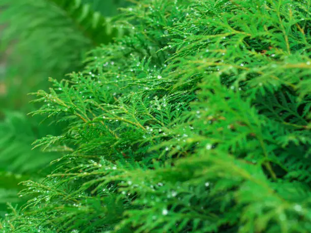 Photo of Large and small drops of water on a cobweb hanging on the juniper. Dew drops shining in the sun and a small rainbow reflected in the drops. Selective focus. Natural background