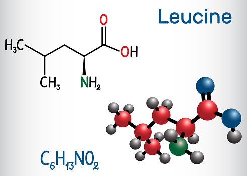 Leucine ( L- leucine,  Leu,  L)  molecule. It is essential amino acid.  Structural chemical formula and molecule model. Vector illustration
