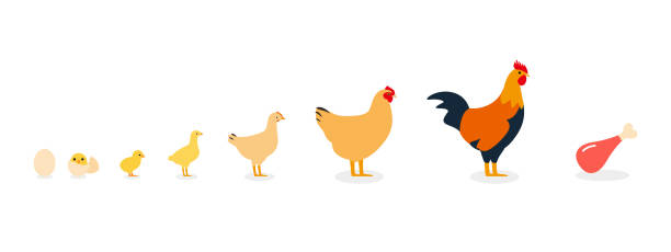 illustrations, cliparts, dessins animés et icônes de la vie du poulet - poulet viande blanche