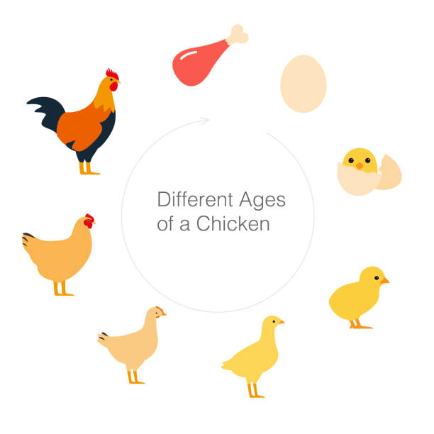 ilustraciones, imágenes clip art, dibujos animados e iconos de stock de vida del pollo - young bird illustrations