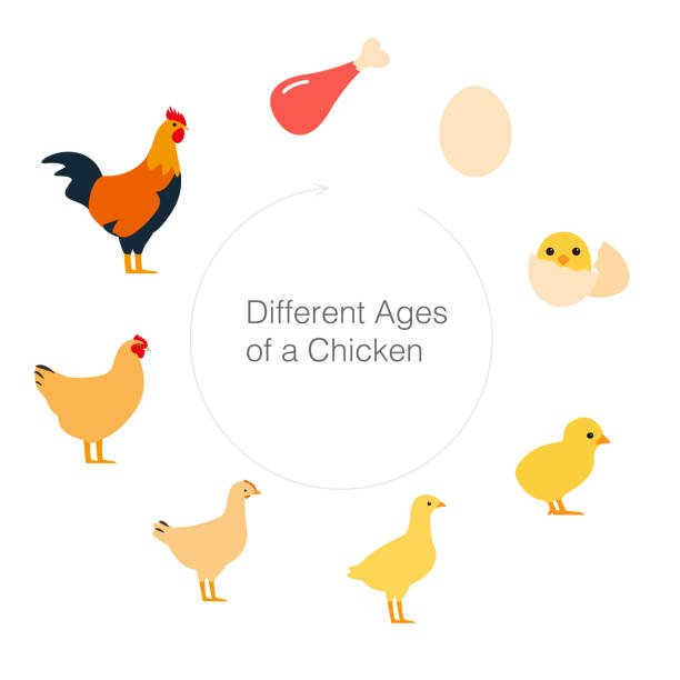 życie kurczaka - chicken eggs animal egg cartoon stock illustrations