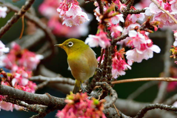 istock Japanese White Eyes and Cherry Blossoms 1132203922