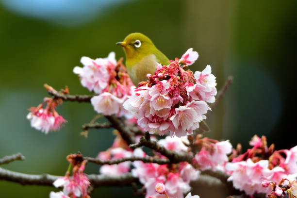 istock Japanese White Eyes and Cherry Blossoms 1132203948
