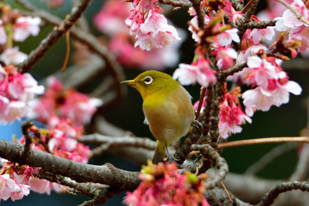 istock Japanese White Eyes and Cherry Blossoms 1132203978