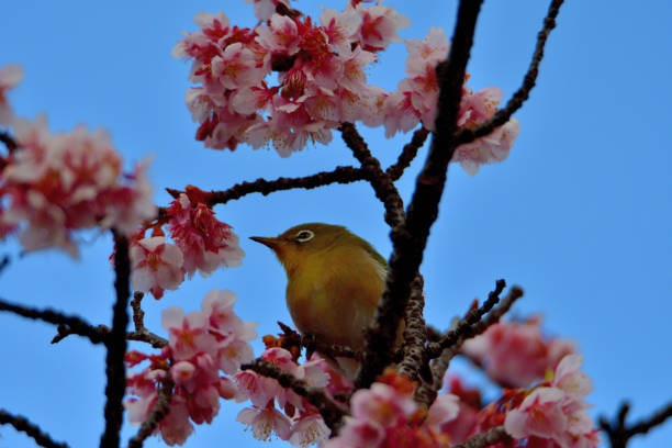 istock Japanese White Eyes and Cherry Blossoms 1132204044