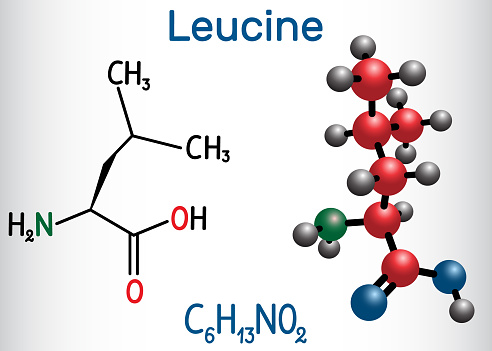 Leucine ( L- leucine,  Leu,  L)  molecule. It is essential amino acid.  Structural chemical formula and molecule model. Vector illustration