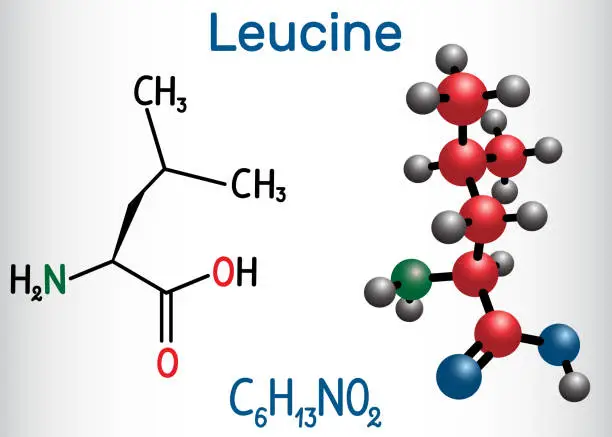 Vector illustration of Leucine ( L- leucine,  Leu,  L)  molecule. It is essential amino acid.  Structural chemical formula and molecule model