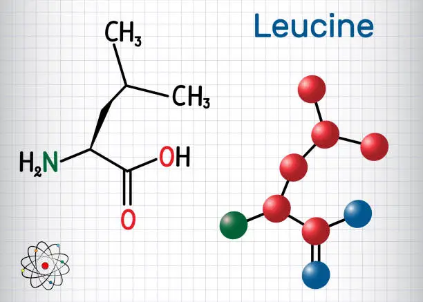 Vector illustration of Leucine ( L- leucine,  Leu,  L)  molecule. It is essential amino acid. Sheet of paper in a cage. Structural chemical formula and molecule model