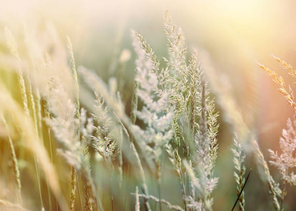 istock Spring grass in meadow, selective focus on seed of grass 1132204238