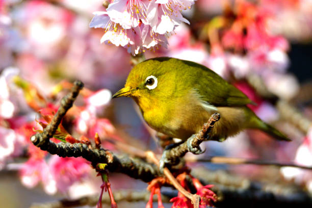 istock Japanese White Eyes and Cherry Blossoms 1132204244