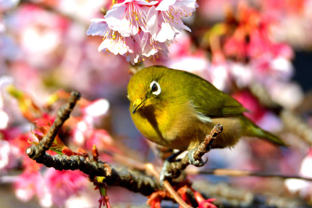 istock Japanese White Eyes and Cherry Blossoms 1132204247