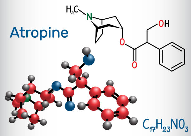Atropine drug molecule. It is plant alkaloid. Structural chemical formula and molecule model Atropine drug molecule. It is plant alkaloid. Structural chemical formula and molecule model. Vector illustration mandragora stock illustrations