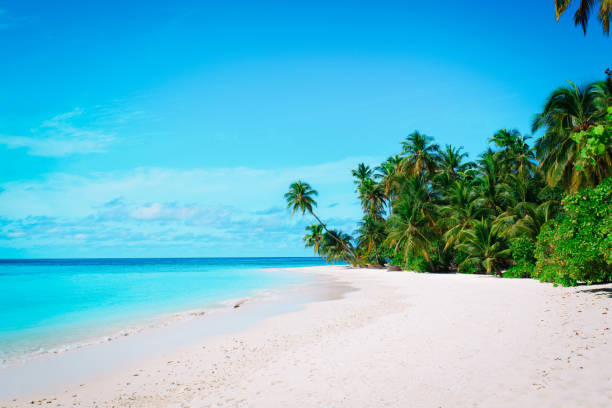 istock tropical sand beach with palm trees, vacation concept 1132206200