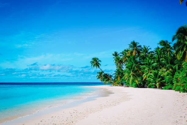 istock tropical sand beach with palm trees, vacation concept 1132206240