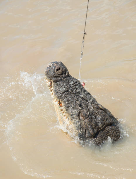 istock Saltwater Crocodile Attacking Fishing Line 1132207709