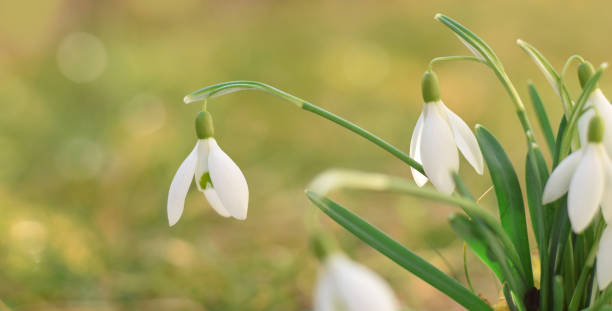 istock Snowdrops flowers art background 1132208584